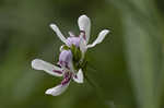 American waterwillow